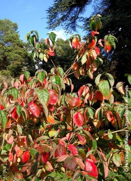 © Hortival Diffusion - Tous droits réservés