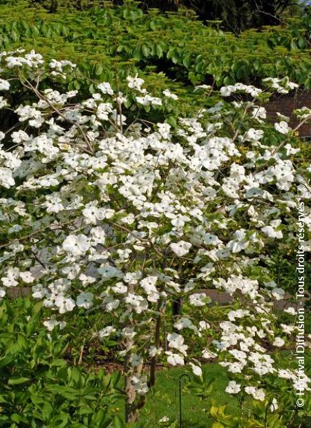 © Hortival Diffusion - Tous droits réservés