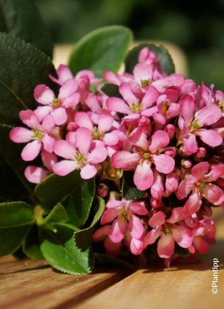 ©Plantipp