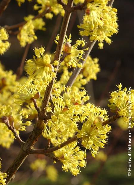 © Hortival Diffusion - Tous droits réservés