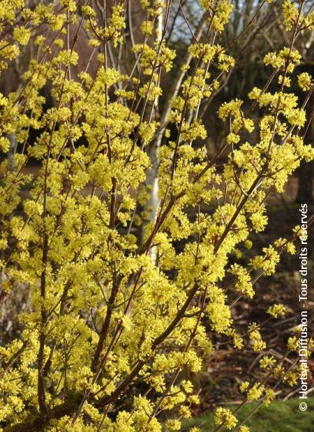 © Hortival Diffusion - Tous droits réservés