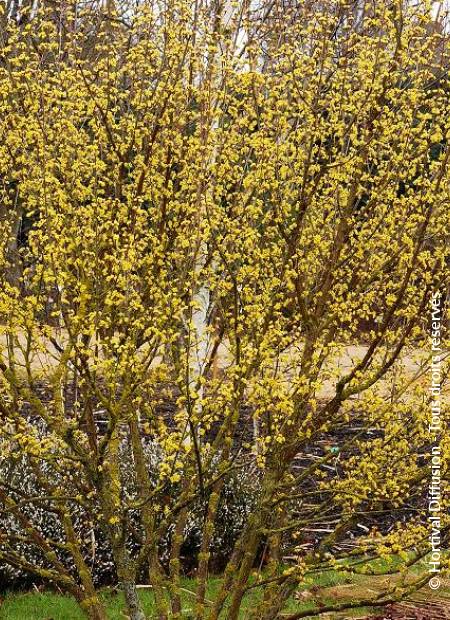 © Hortival Diffusion - Tous droits réservés