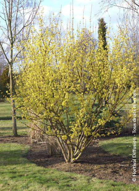 © Hortival Diffusion - Tous droits réservés