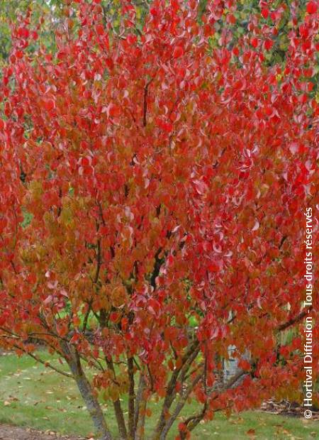 © Hortival Diffusion - Tous droits réservés