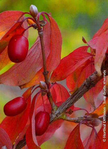 © Hortival Diffusion - Tous droits réservés