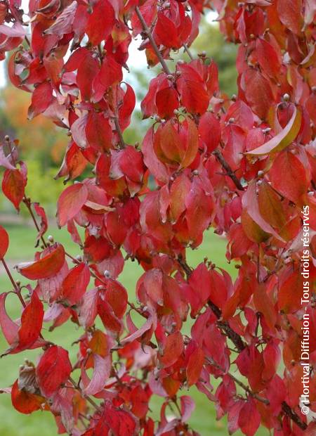 © Hortival Diffusion - Tous droits réservés