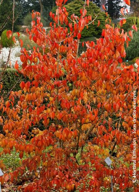 © Hortival Diffusion - Tous droits réservés