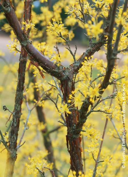 © Hortival Diffusion - Tous droits réservés