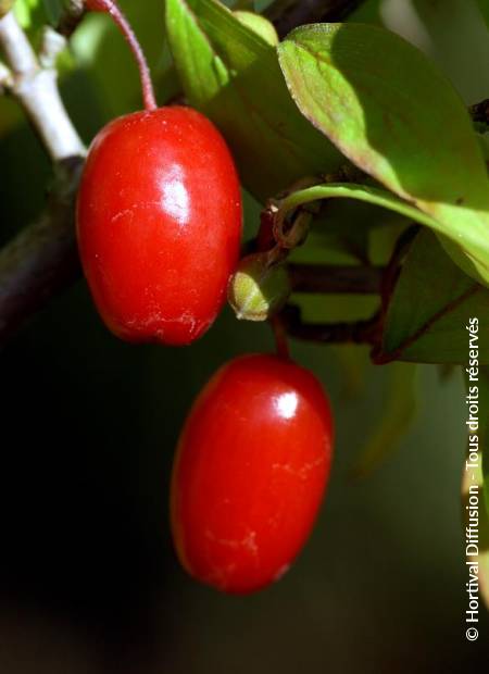 © Hortival Diffusion - Tous droits réservés