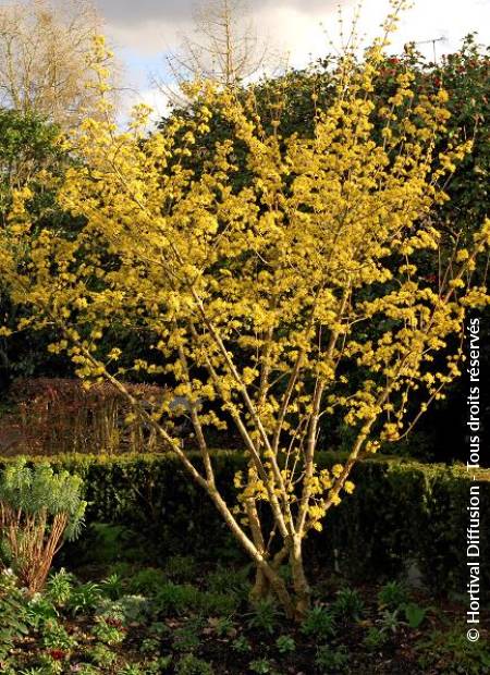 © Hortival Diffusion - Tous droits réservés