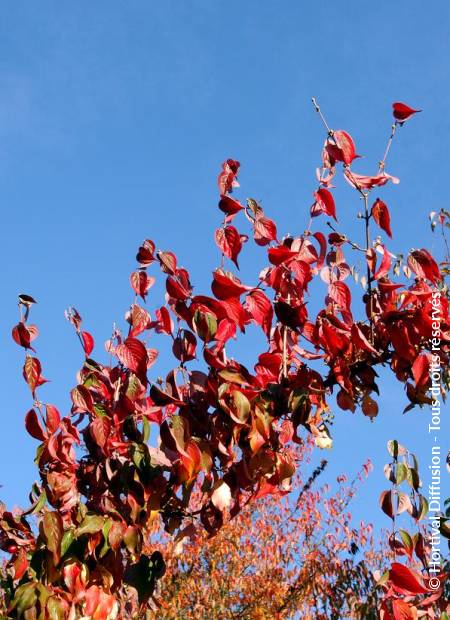 © Hortival Diffusion - Tous droits réservés