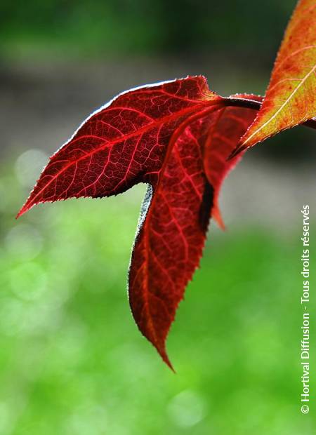 © Hortival Diffusion - Tous droits réservés