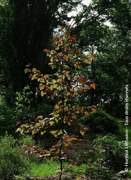 © Hortival Diffusion - Tous droits réservés