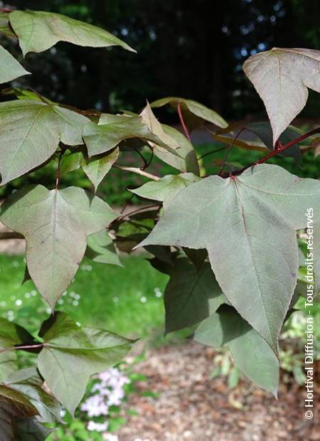© Hortival Diffusion - Tous droits réservés