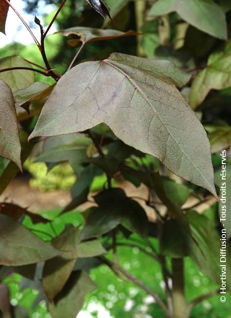© Hortival Diffusion - Tous droits réservés