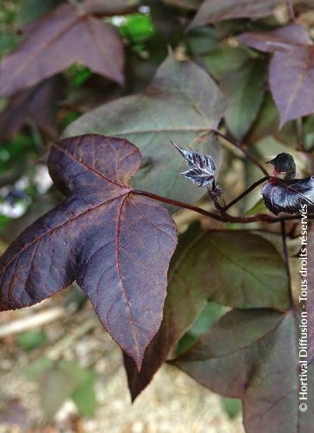 © Hortival Diffusion - Tous droits réservés