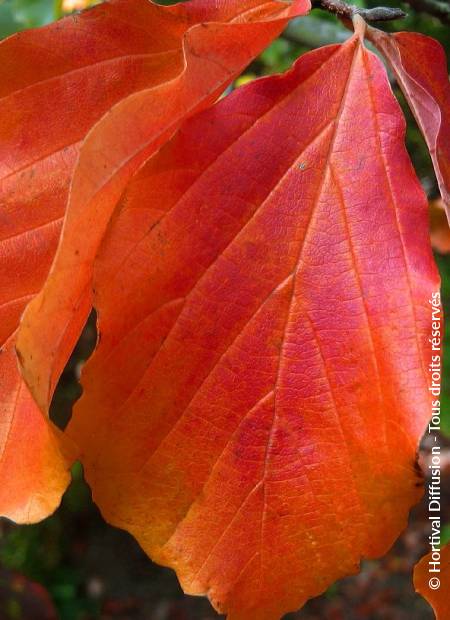 © Hortival Diffusion - Tous droits réservés