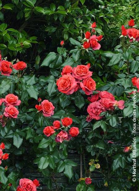 © Hortival Diffusion - Tous droits réservés