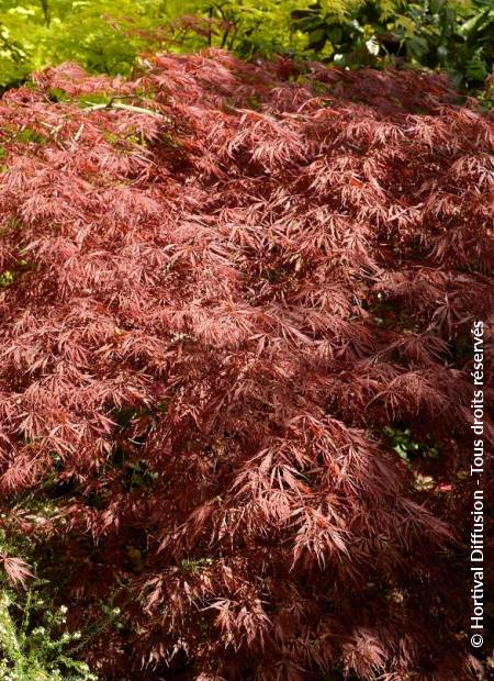 © Hortival Diffusion - Tous droits réservés