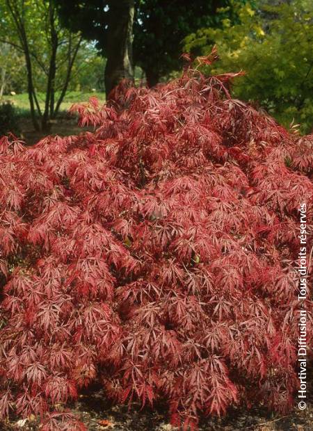 © Hortival Diffusion - Tous droits réservés