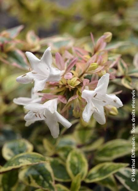 © Hortival Diffusion - Tous droits réservés