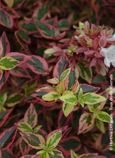 © Hortival Diffusion - Tous droits réservés