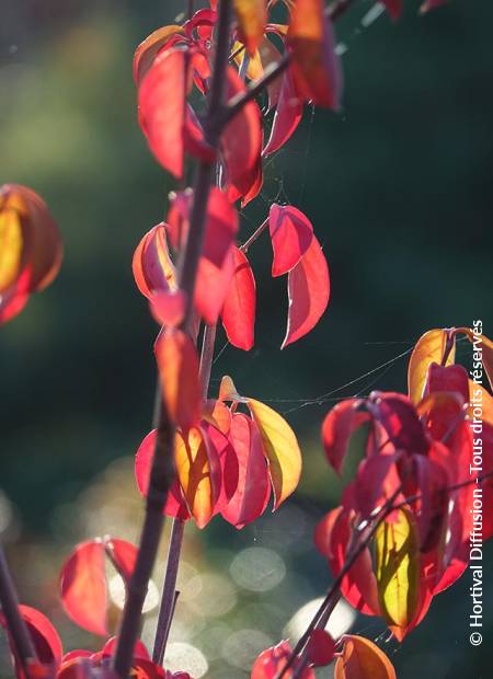 © Hortival Diffusion - Tous droits réservés