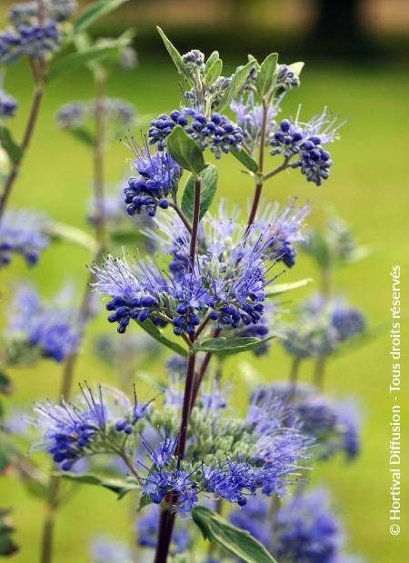 © Hortival Diffusion - Tous droits réservés