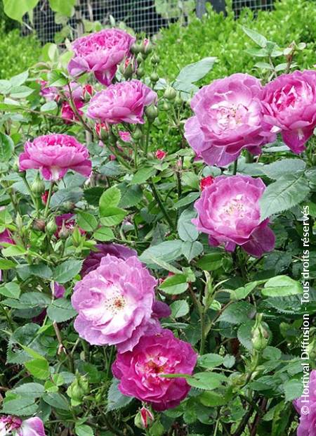 © Hortival Diffusion - Tous droits réservés