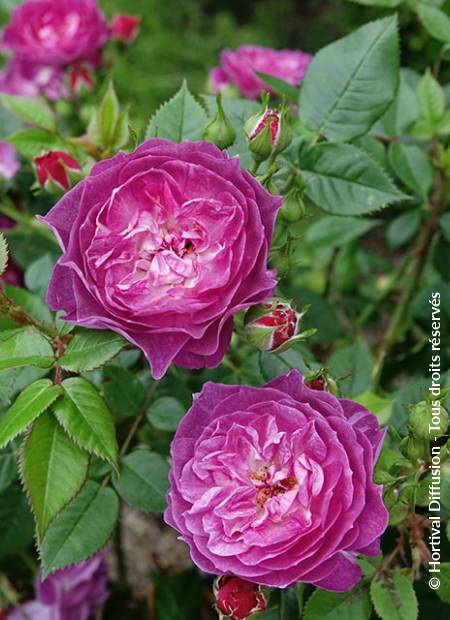 © Hortival Diffusion - Tous droits réservés