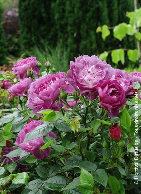 © Hortival Diffusion - Tous droits réservés
