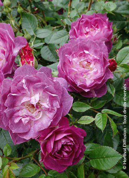 © Hortival Diffusion - Tous droits réservés