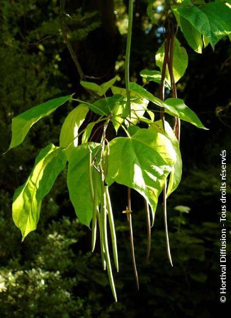 © Hortival Diffusion - Tous droits réservés