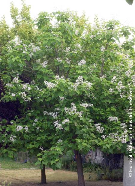 © Hortival Diffusion - Tous droits réservés