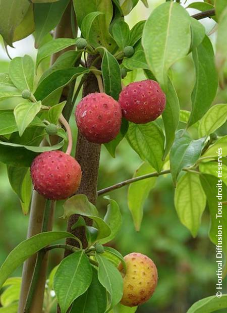 © Hortival Diffusion - Tous droits réservés