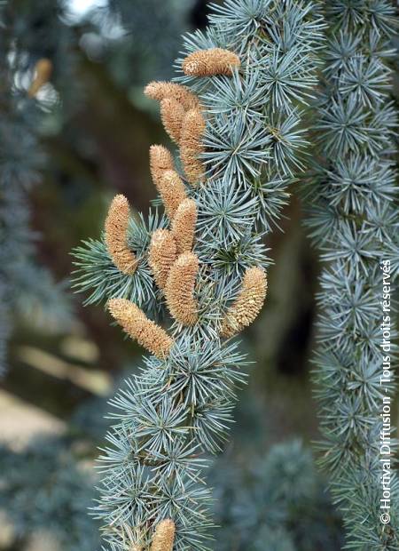 © Hortival Diffusion - Tous droits réservés