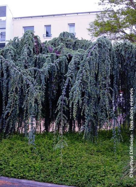 © Hortival Diffusion - Tous droits réservés