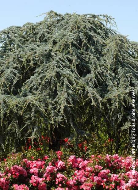 © Hortival Diffusion - Tous droits réservés