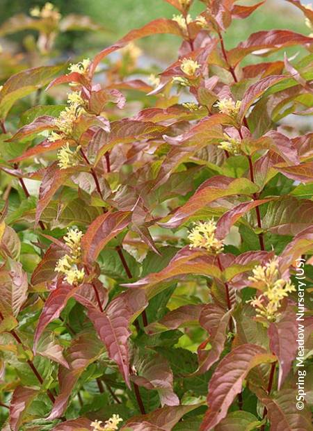 ©Spring Meadow Nursery (US)