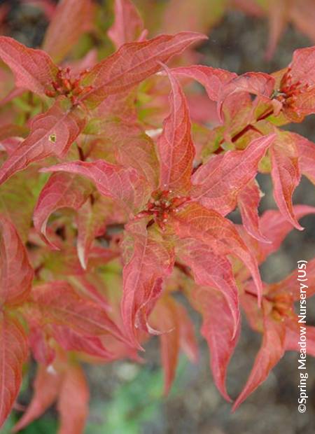 ©Spring Meadow Nursery (US)