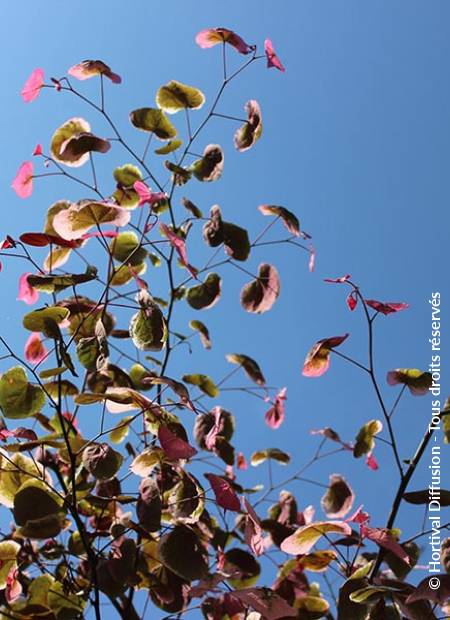 © Hortival Diffusion - Tous droits réservés