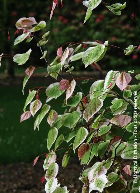 © Hortival Diffusion - Tous droits réservés