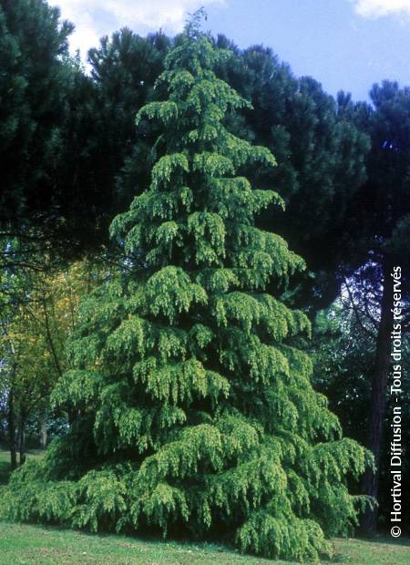 © Hortival Diffusion - Tous droits réservés