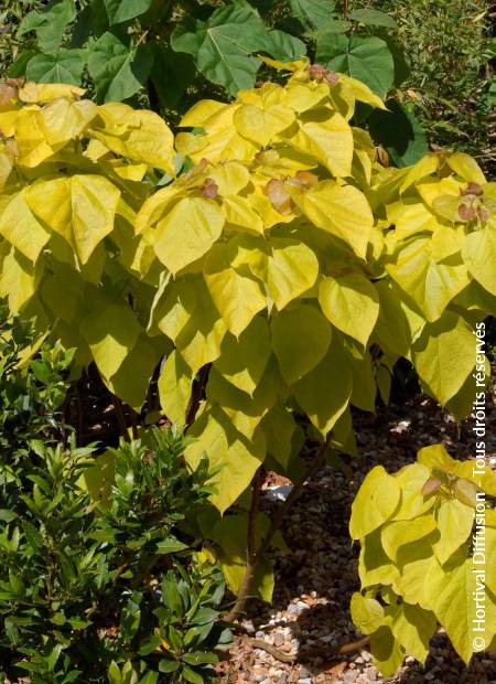 © Hortival Diffusion - Tous droits réservés