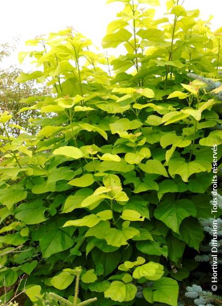 © Hortival Diffusion - Tous droits réservés