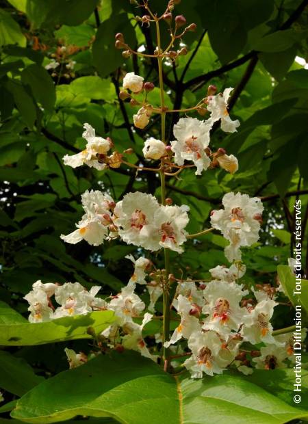 © Hortival Diffusion - Tous droits réservés