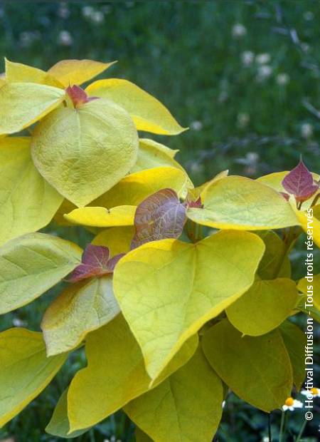 © Hortival Diffusion - Tous droits réservés