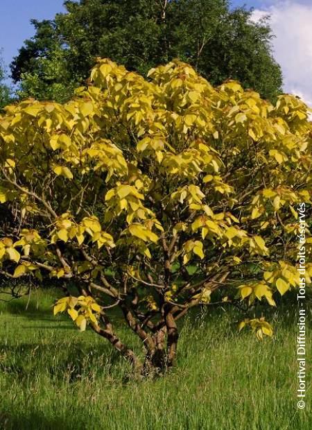 © Hortival Diffusion - Tous droits réservés