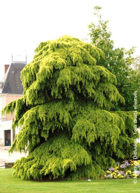 © Hortival Diffusion - Tous droits réservés