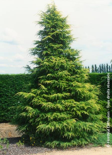 © Hortival Diffusion - Tous droits réservés
